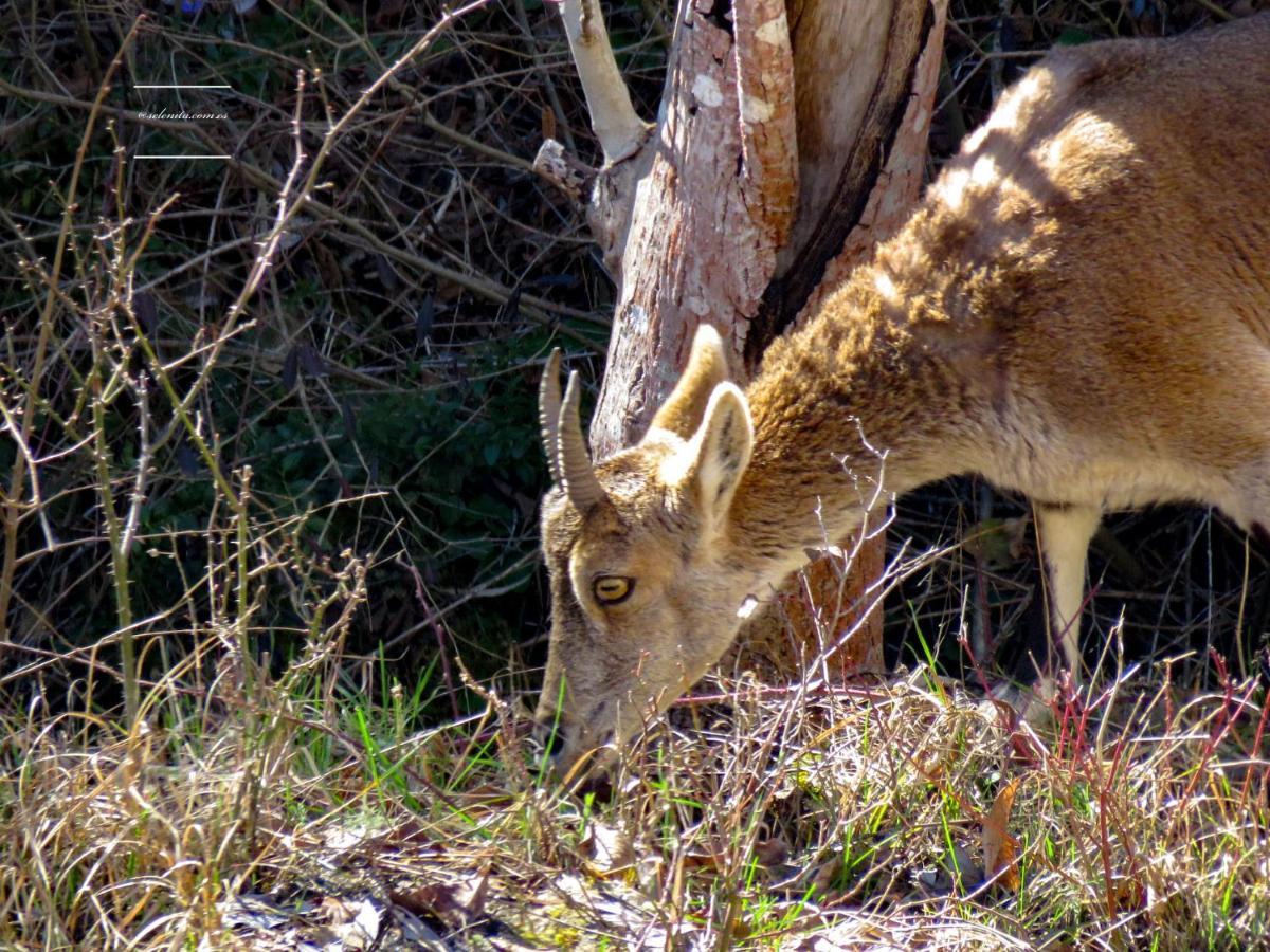 Hotel Rio Escabas, Serrania De Cuenca Canamares ภายนอก รูปภาพ